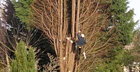 Tree Pruning / Removal